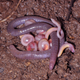 Image for article titled These "Earthworms" Are Actually an Entirely New Family of Amphibian